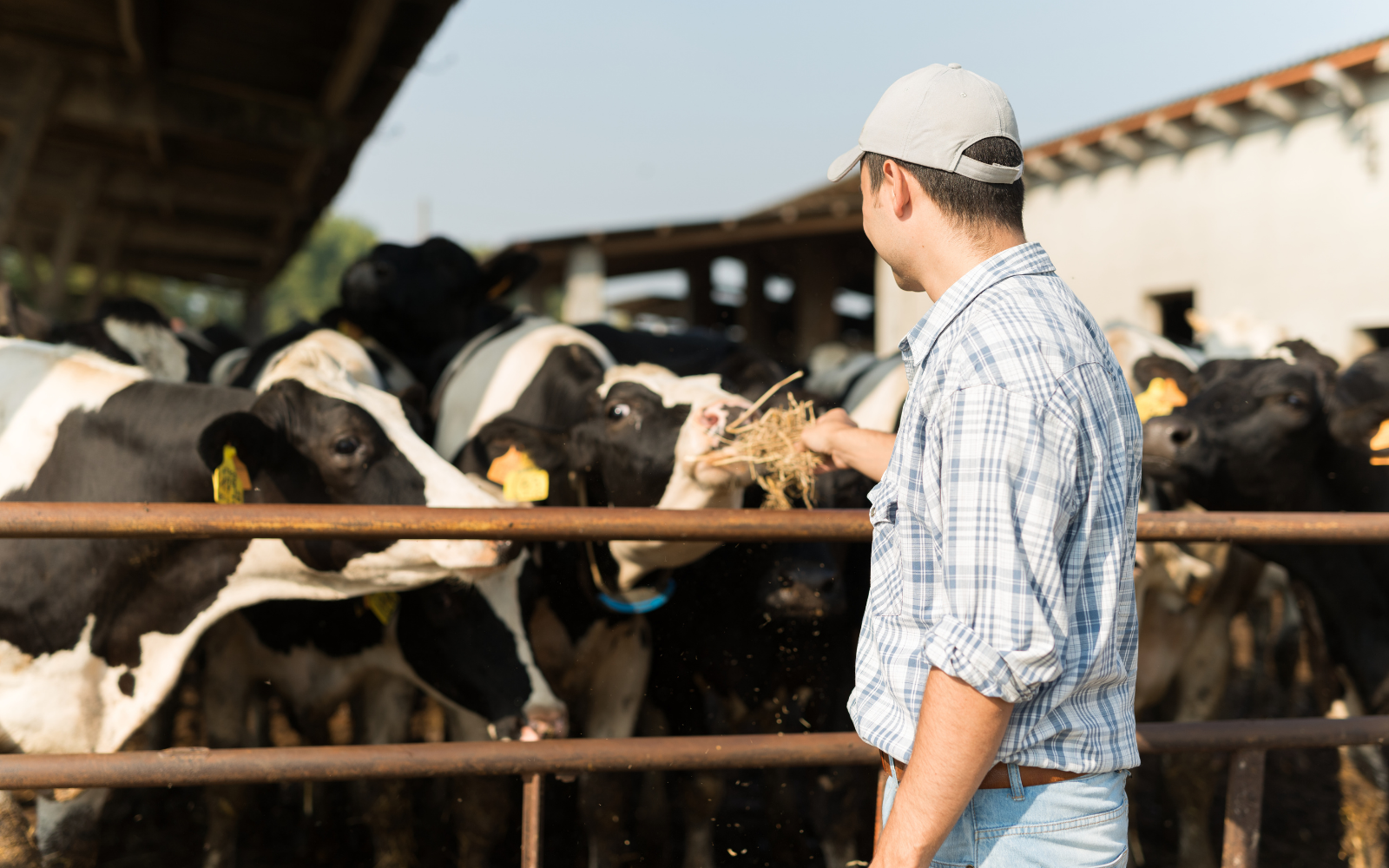 Como reagir à queda do preço do leite sem perder o controle da fazenda - Cia do Leite - Transformamos qualidade do leite e produtividade das fazendas